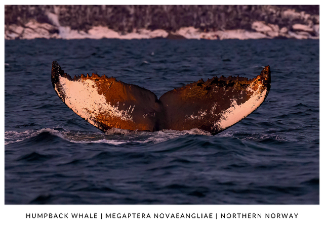 Postcard - Humpback whale fluke