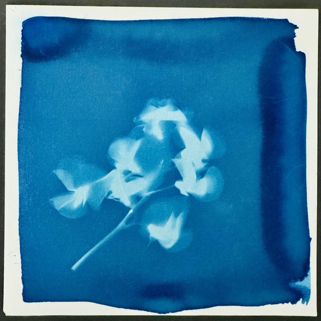 Blüte aus dem Feenwald 3 - Cyanotopie