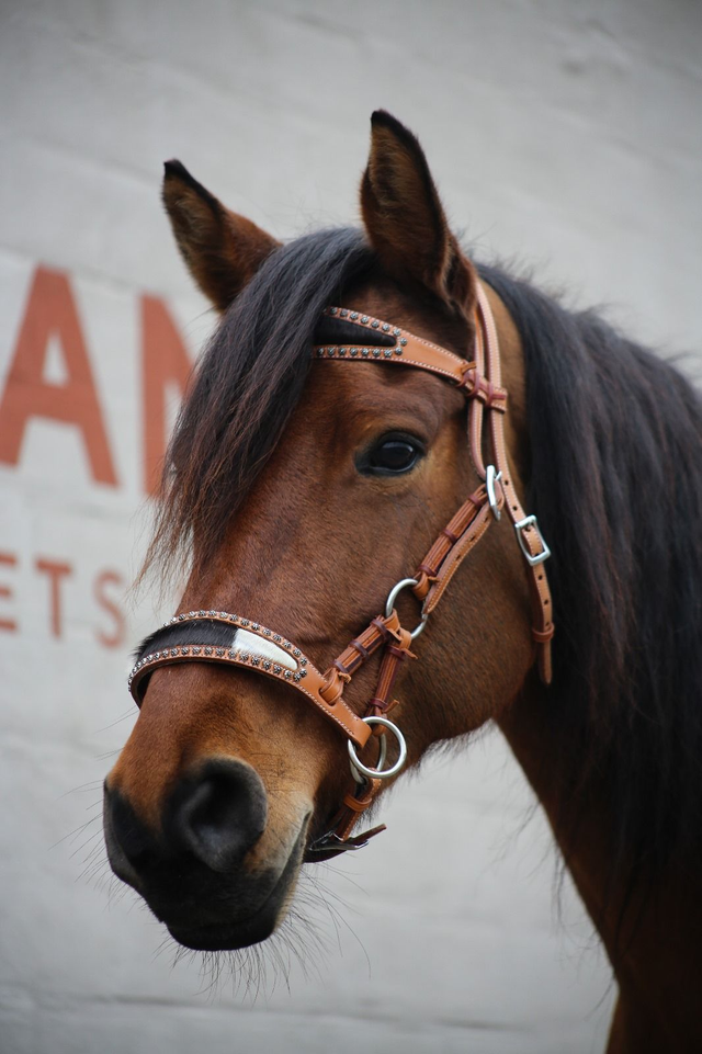 Hoofdstel side pull cognac, maat cob