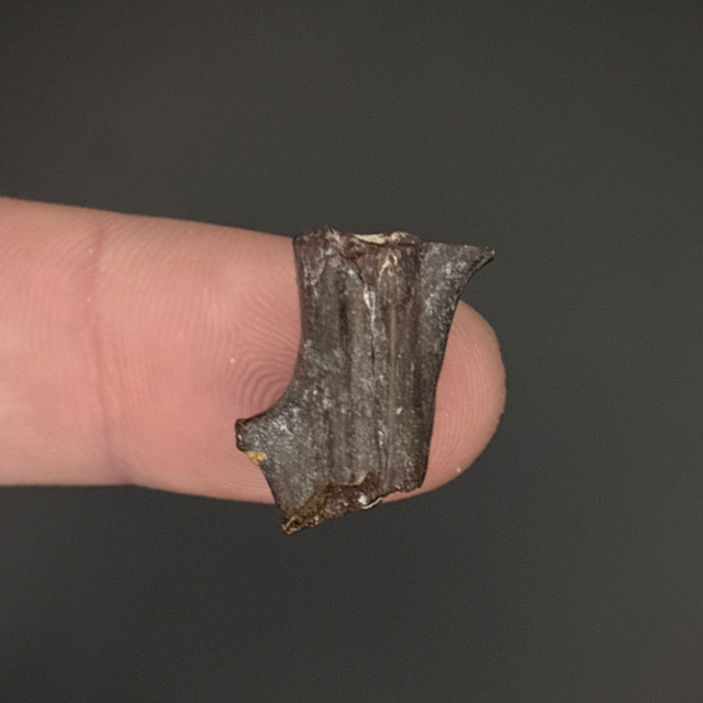 Edaphosaurus Bone Fragment 