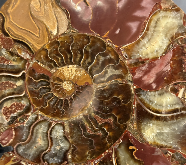 Demi-ammonite polie