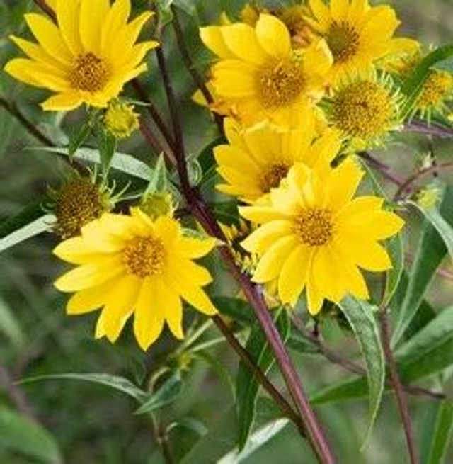 Hélianthe à Grosses Dents Bio - (Helianthus grosseserratus)