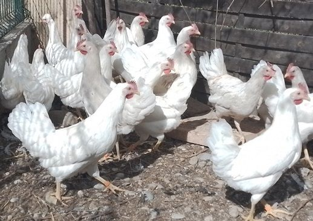 Pondeuse Azur (oeuf bleu)