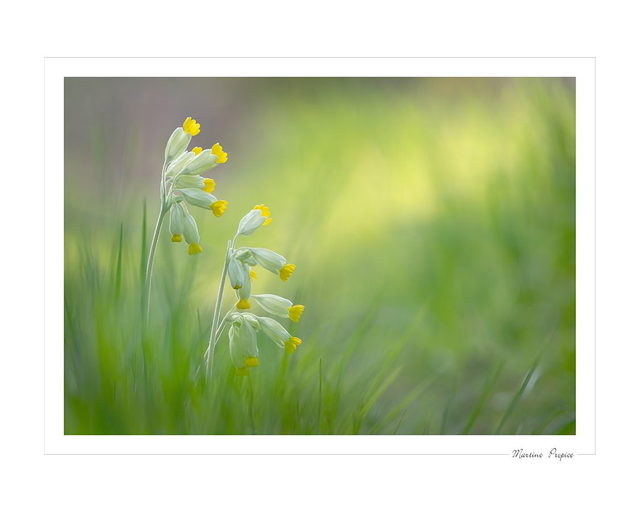 C223 - Fleurs de coucou