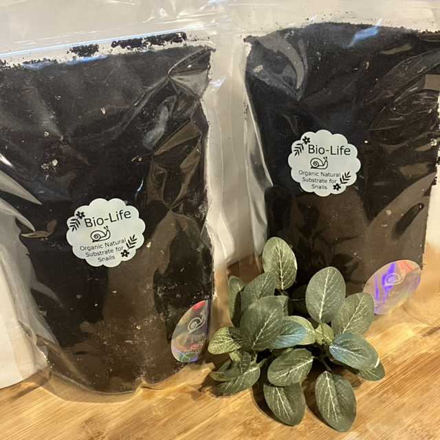 Giant African Land Snail Coir Mix Soil with Oyster Flake
