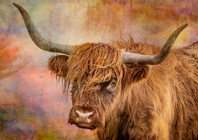 Highland Cow
