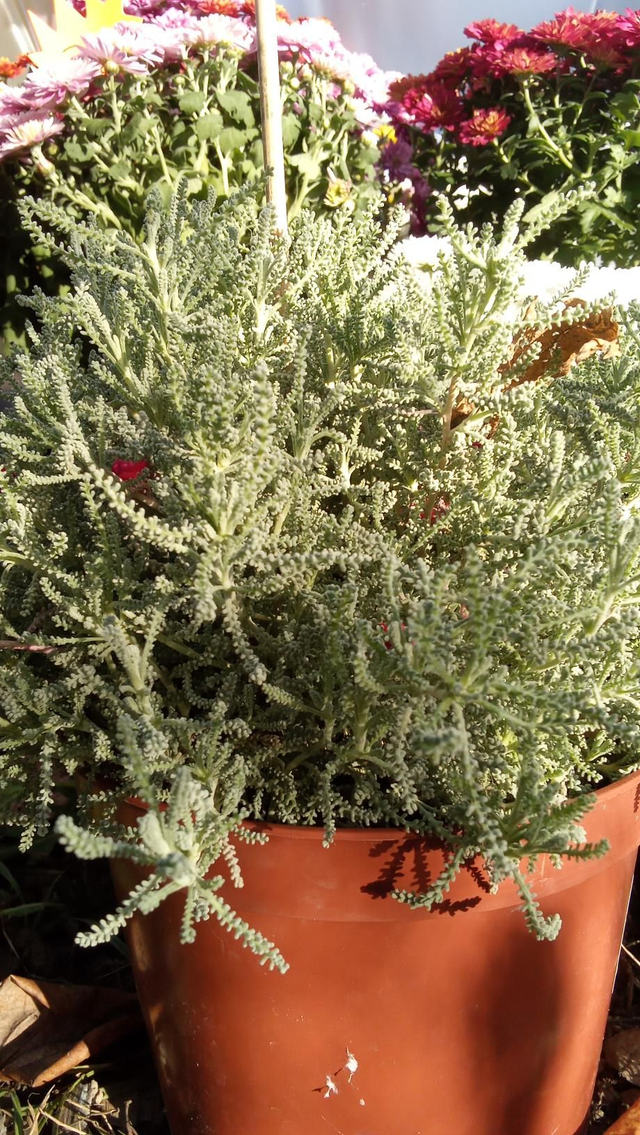 Santoline grise ou verte P19