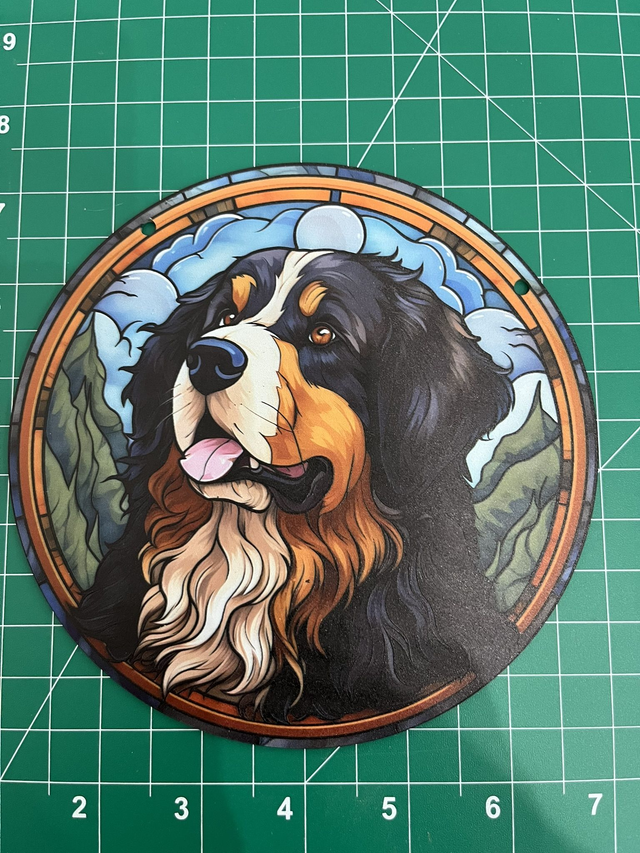 Bernese "Sun Catcher" 