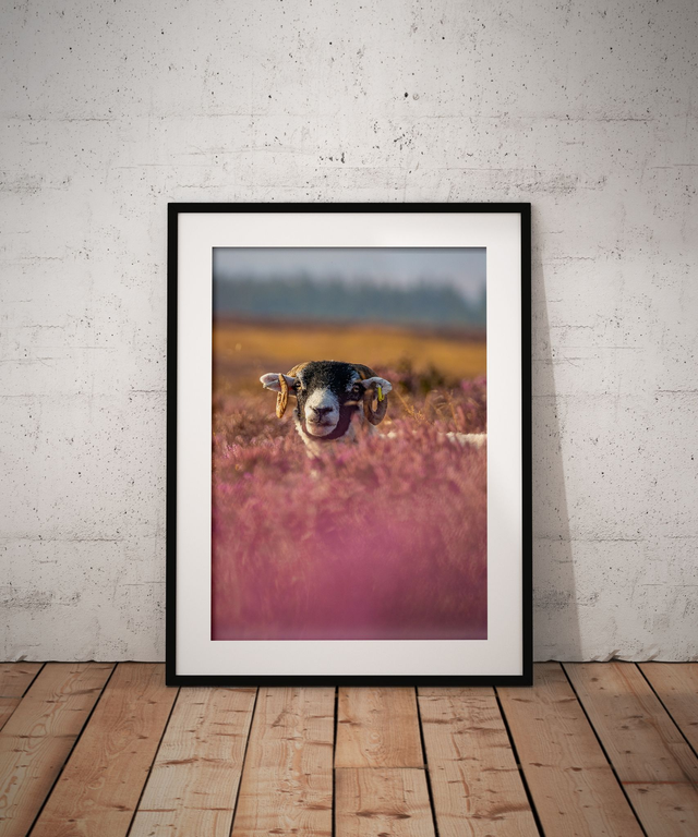 Purple Peekaboo, Newton Moor