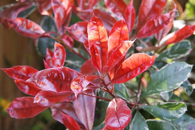 Photinia fraseri 'Red robin'