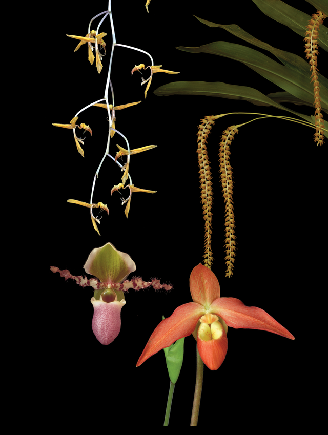 Double Espresso Combination Essence