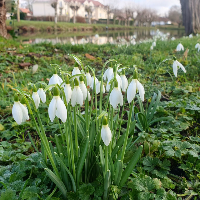 Perce-neige (Galanthus nivalis)
