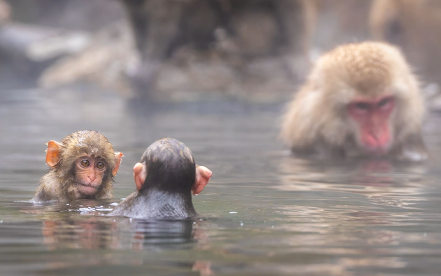 Snow Monkeys - Baby Monkeys at Play