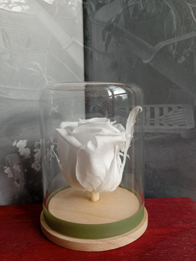 Mamie04 unique rose blanche