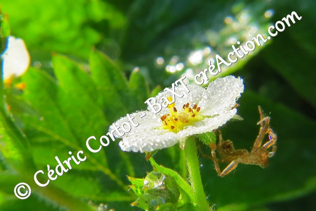 Impression sur alu dibond - Le petit monde du Vivant (ref 9402)