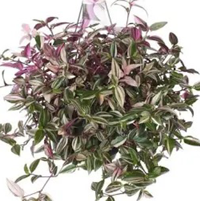 Hanging Tri Colour Tradescantia (Large)