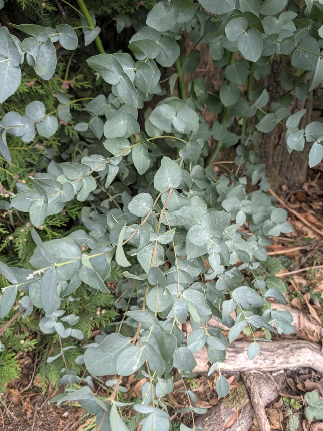 Fresh Eucalyptus Foliage