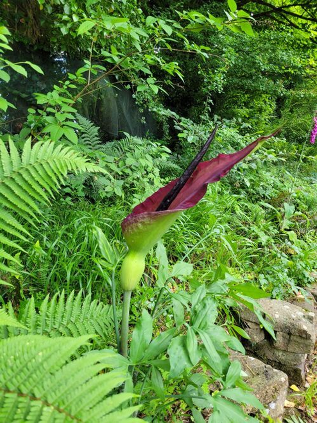Dracunculus vulgaris