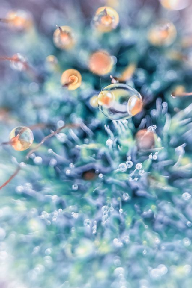 FEERIE-012 - Blue Men of the Minch