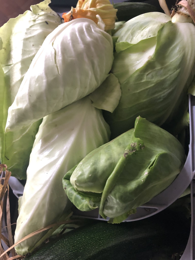 Head of Greyhound Cabbage