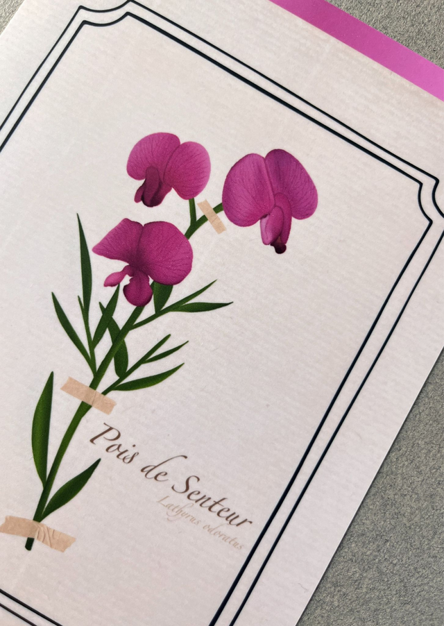 Affiche 04. Le Pois de Senteur (avril)