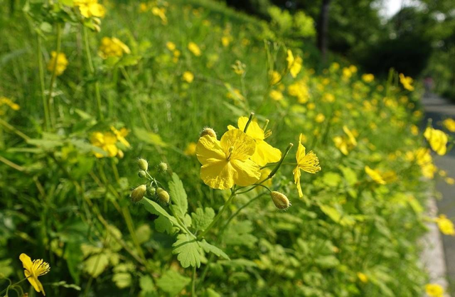 Grande Chélidoine (Chelidonium majus )