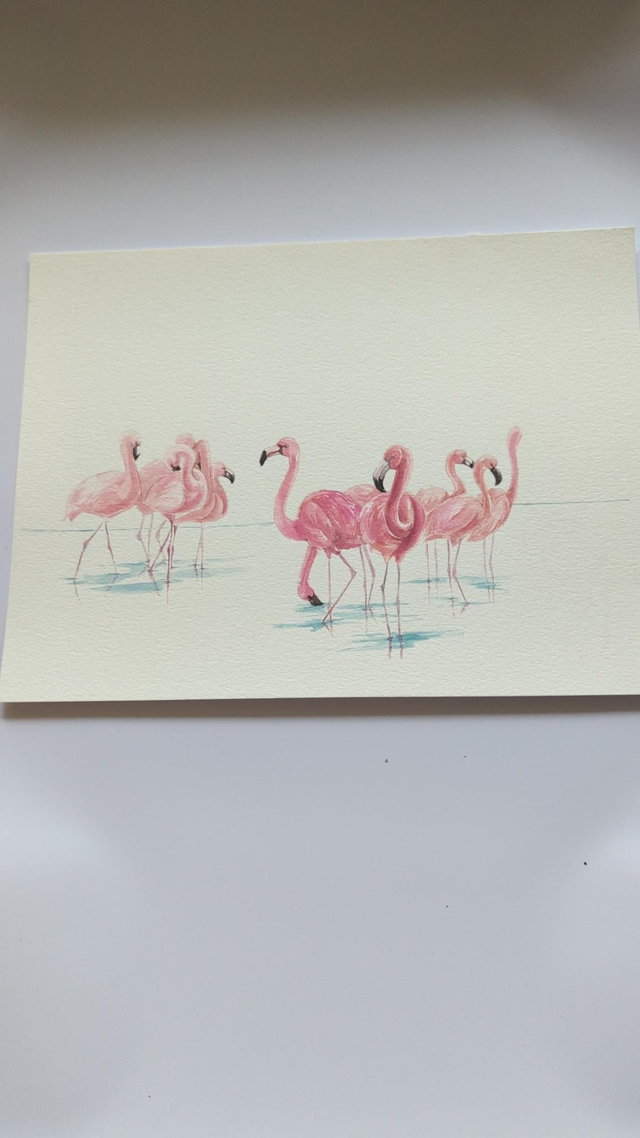 Groupe de flamant rose
