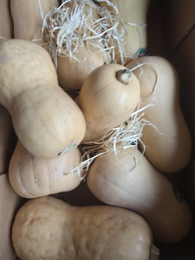 Butternut 