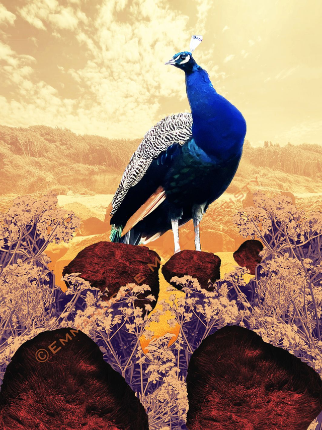 RIP le Paon du Chateau