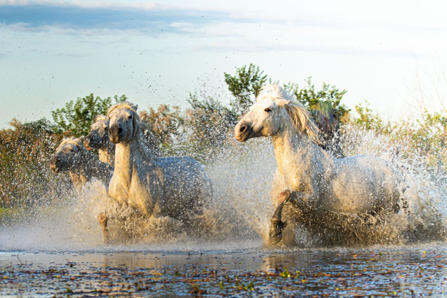 Chevaux - Ref : 9255