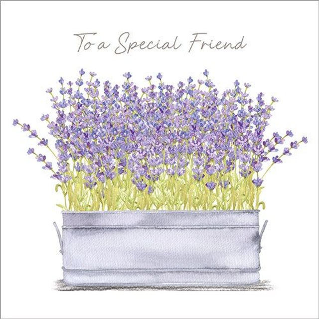 Lavender Special Friend