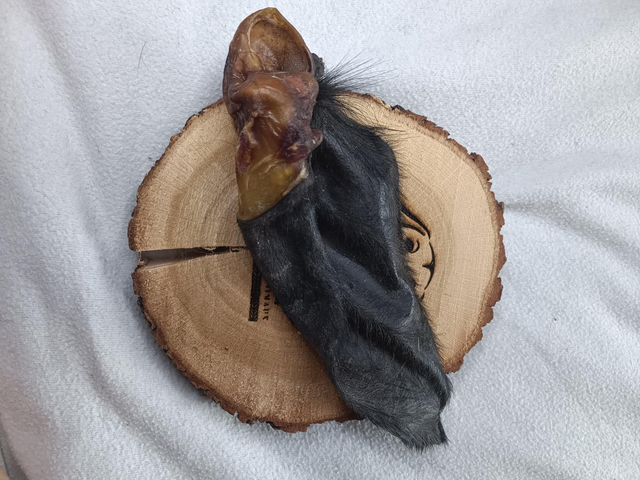 Oreille de bœuf avec poils 