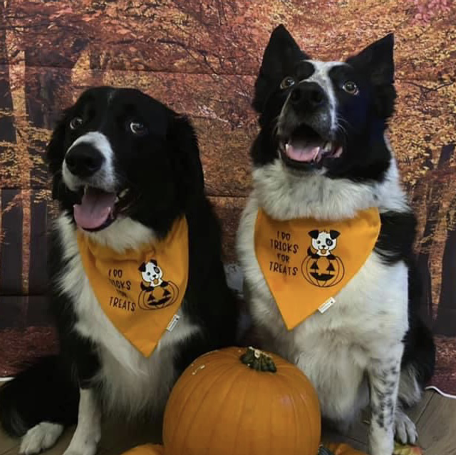 I do tricks for treats