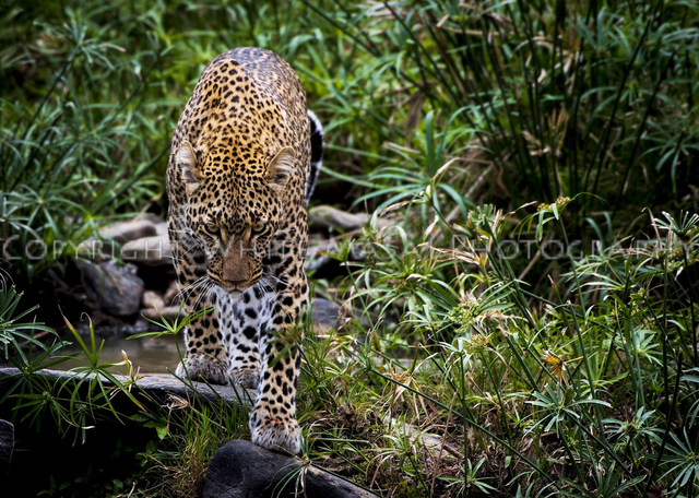 Take a walk on the wild side