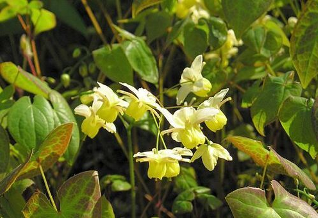 Epimedium x versicolor &#039;Sulphureum&#039;  