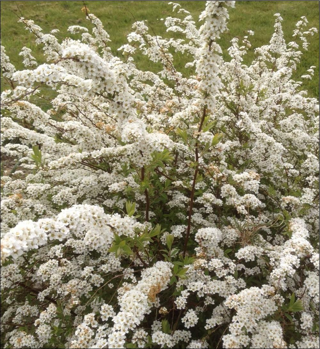 Spiraea ‘Grefsheim’ - 1 ltr pot