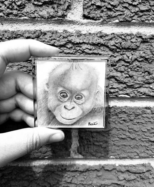 Orangutan Magnet