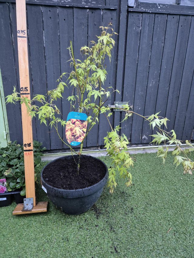 Erable Katsura coupe 31cm