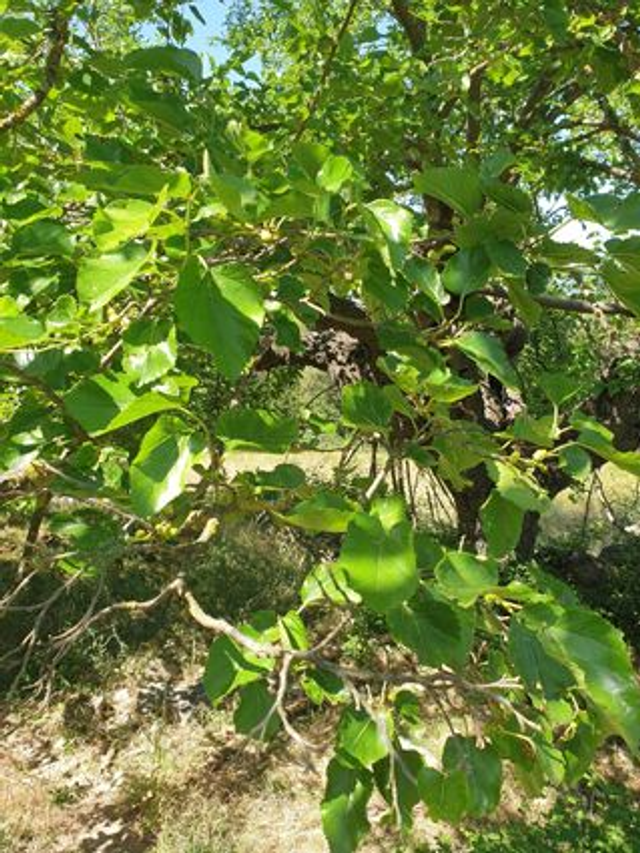 Murier Blanc (Morus alba)