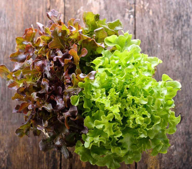 Laitue feuille de chêne