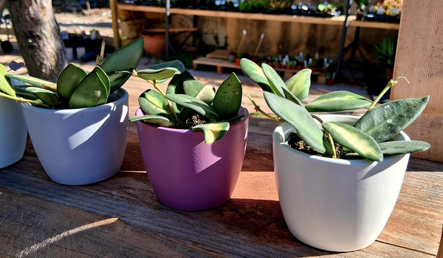 C43 . Hoya burtoniae 'Variegata' CB301/7B