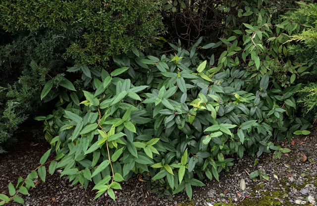 Lonicera Sempervirens – Coral honeysuckle - 1ltr pot