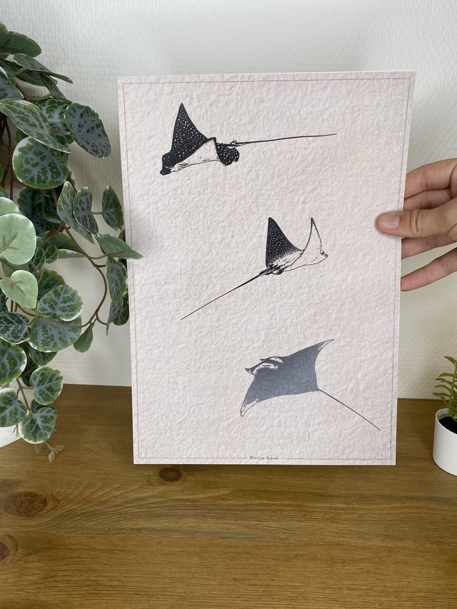 A4 Illustration l RAIES MANTA (version originale)