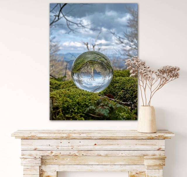 Arbre Massif de la St Baume