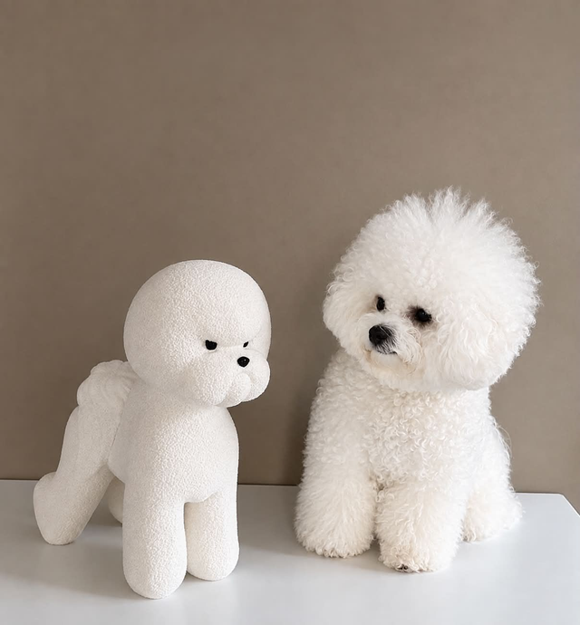 Bichon Frisé - White