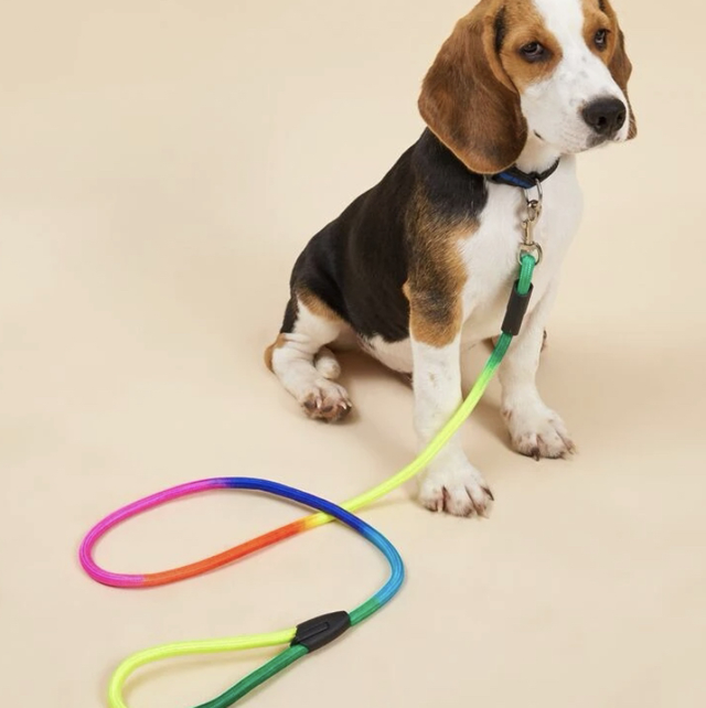 Colorful dog leash