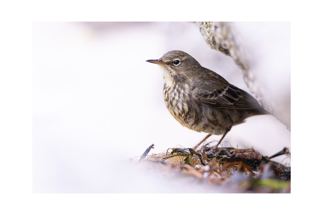 Pipit maritime - Avec passe-partout