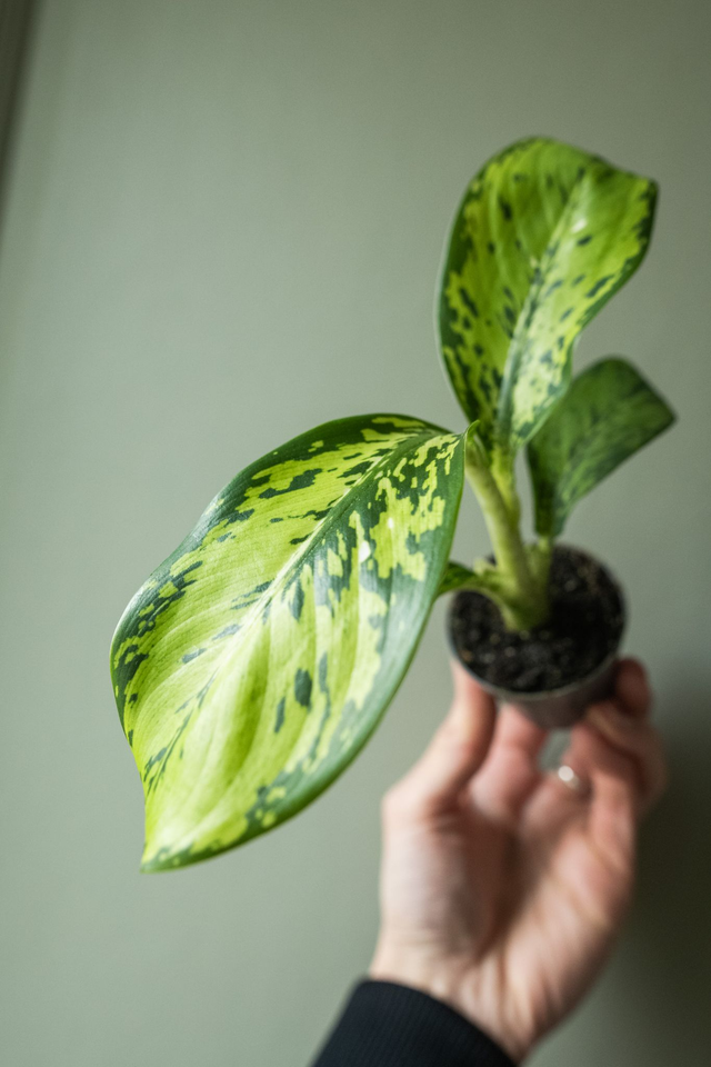 Dieffenbachia Crocodile (mini) 🌿