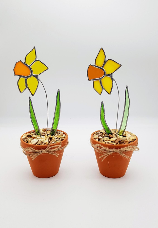 Daffodil Flowers in Terracotta Pots
