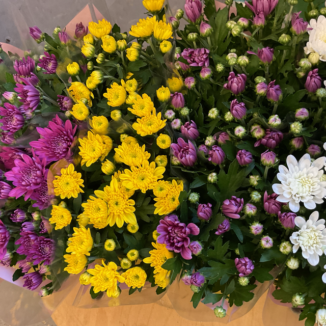 Chrysanthèmes
